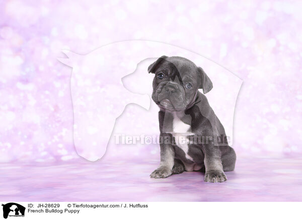 Franzsische Bulldogge Welpe / French Bulldog Puppy / JH-28629