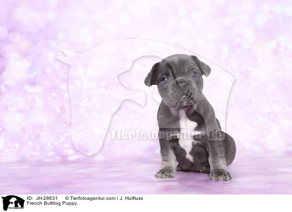 Franzsische Bulldogge Welpe / French Bulldog Puppy / JH-28631