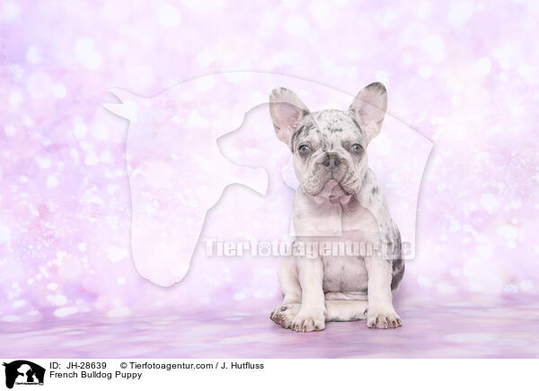 Franzsische Bulldogge Welpe / French Bulldog Puppy / JH-28639