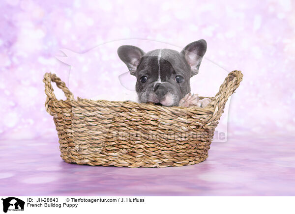 Franzsische Bulldogge Welpe / French Bulldog Puppy / JH-28643