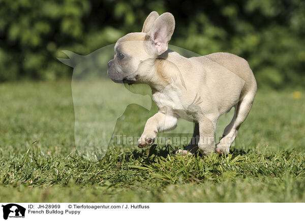 Franzsische Bulldogge Welpe / French Bulldog Puppy / JH-28969