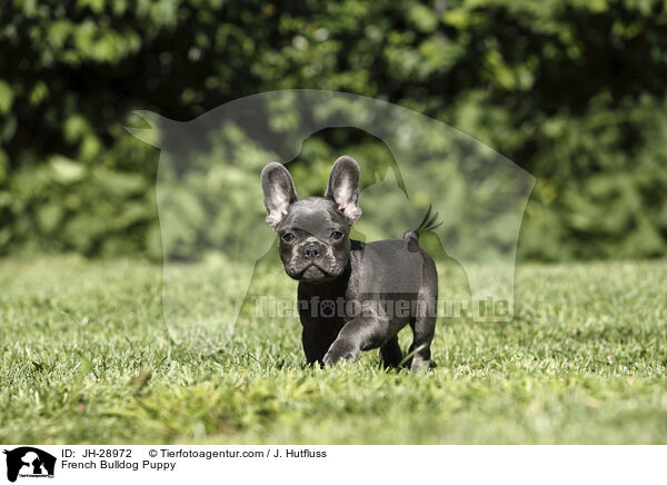 Franzsische Bulldogge Welpe / French Bulldog Puppy / JH-28972