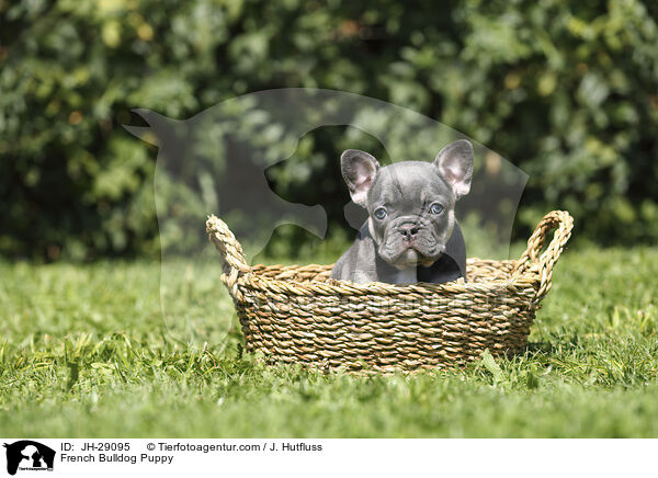 Franzsische Bulldogge Welpe / French Bulldog Puppy / JH-29095