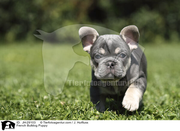 Franzsische Bulldogge Welpe / French Bulldog Puppy / JH-29103
