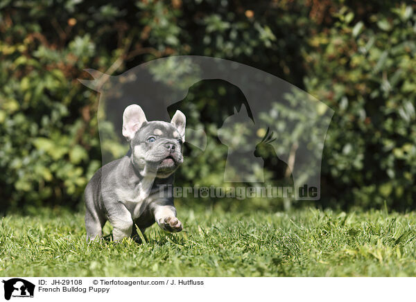 Franzsische Bulldogge Welpe / French Bulldog Puppy / JH-29108