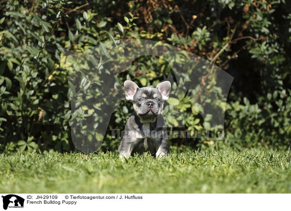 Franzsische Bulldogge Welpe / French Bulldog Puppy / JH-29109