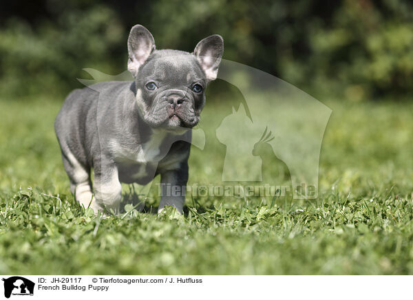 Franzsische Bulldogge Welpe / French Bulldog Puppy / JH-29117