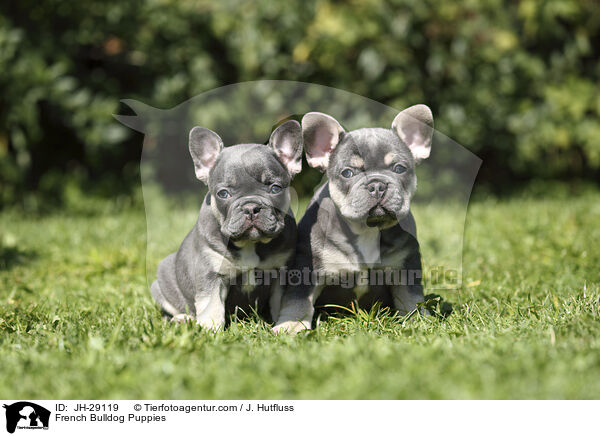 Franzsische Bulldogge Welpen / French Bulldog Puppies / JH-29119