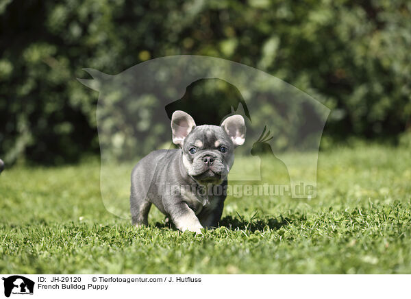 Franzsische Bulldogge Welpe / French Bulldog Puppy / JH-29120