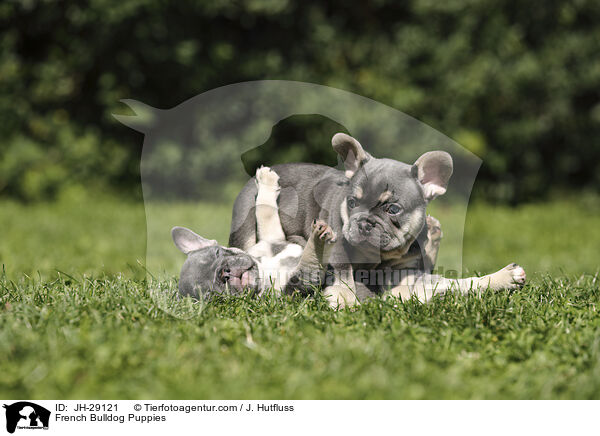 Franzsische Bulldogge Welpen / French Bulldog Puppies / JH-29121