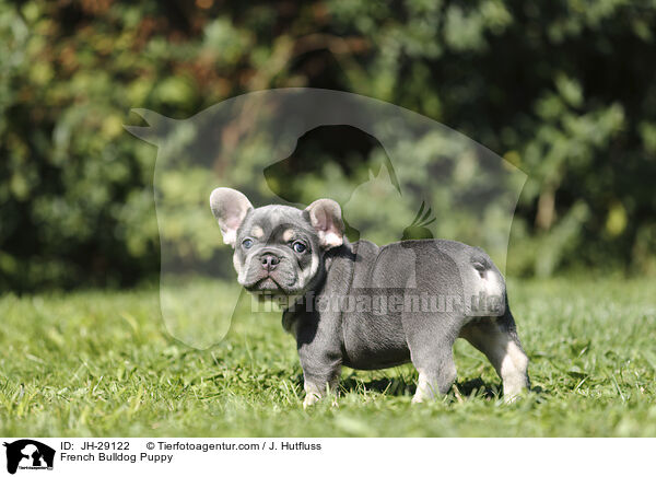 Franzsische Bulldogge Welpe / French Bulldog Puppy / JH-29122
