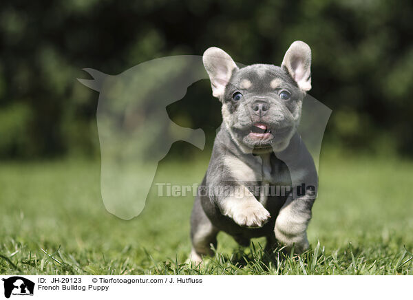 Franzsische Bulldogge Welpe / French Bulldog Puppy / JH-29123