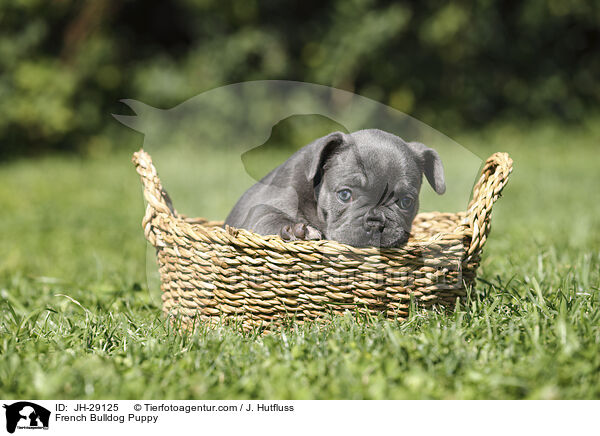 Franzsische Bulldogge Welpe / French Bulldog Puppy / JH-29125