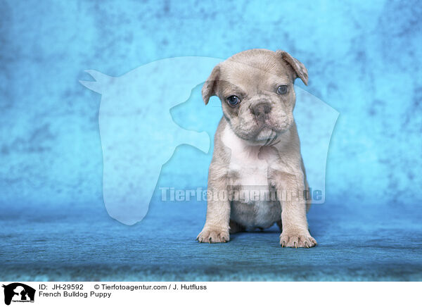 Franz�sische Bulldogge Welpe / French Bulldog Puppy / JH-29592
