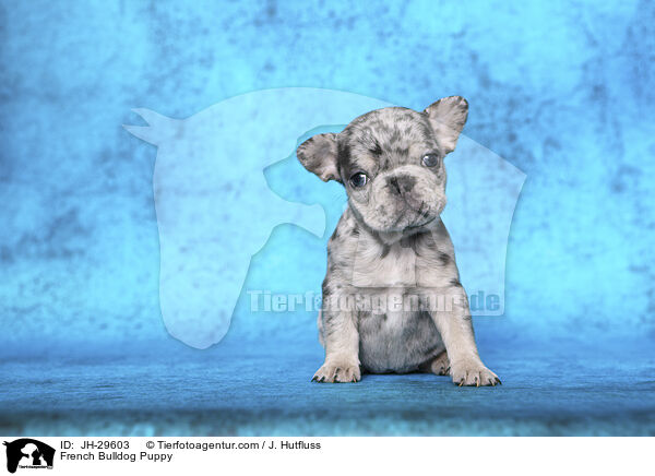 Franzsische Bulldogge Welpe / French Bulldog Puppy / JH-29603