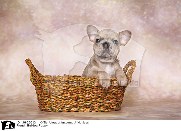 Franzsische Bulldogge Welpe / French Bulldog Puppy / JH-29613