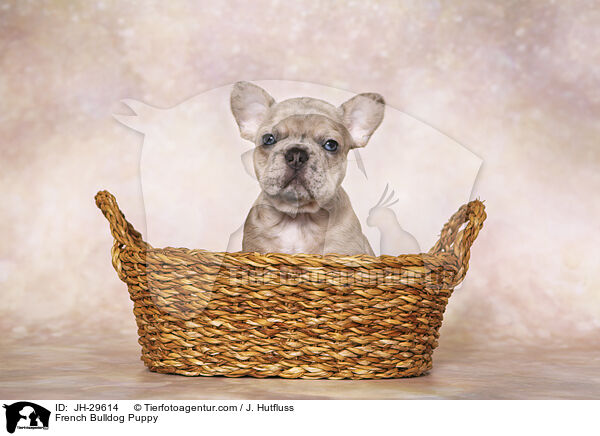 Franzsische Bulldogge Welpe / French Bulldog Puppy / JH-29614