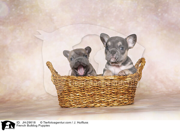 Franzsische Bulldogge Welpen / French Bulldog Puppies / JH-29618