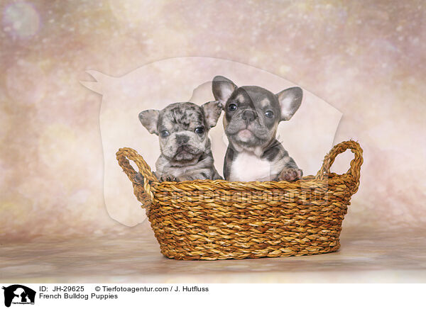 Franzsische Bulldogge Welpen / French Bulldog Puppies / JH-29625