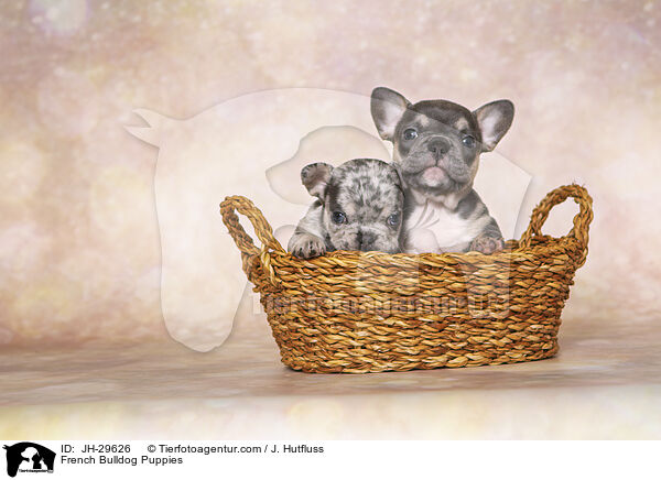 Franzsische Bulldogge Welpen / French Bulldog Puppies / JH-29626