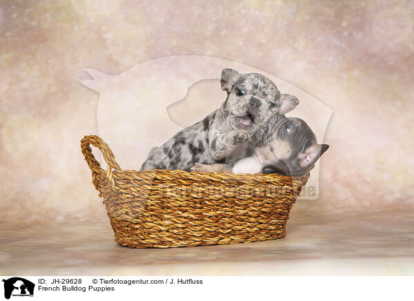 Franzsische Bulldogge Welpen / French Bulldog Puppies / JH-29628