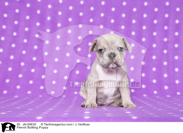 Franzsische Bulldogge Welpe / French Bulldog Puppy / JH-29630