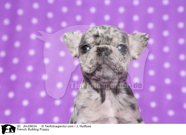 Franzsische Bulldogge Welpe / French Bulldog Puppy / JH-29634