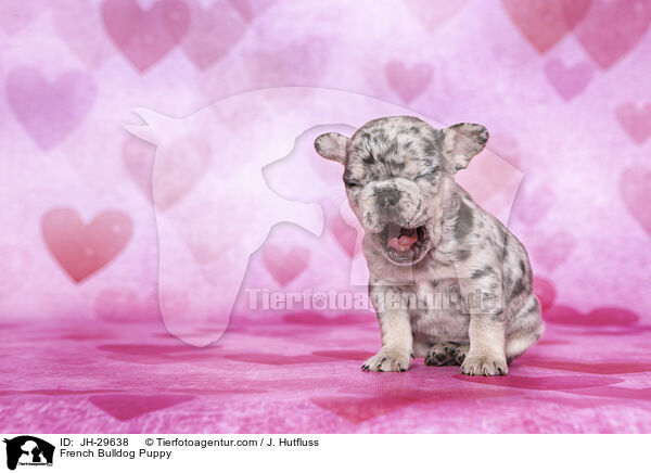 Franzsische Bulldogge Welpe / French Bulldog Puppy / JH-29638