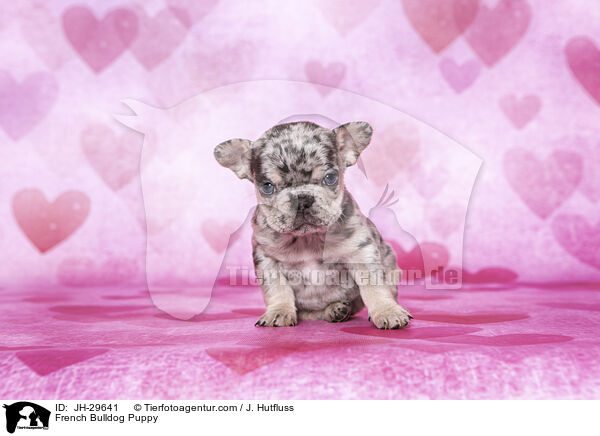Franzsische Bulldogge Welpe / French Bulldog Puppy / JH-29641