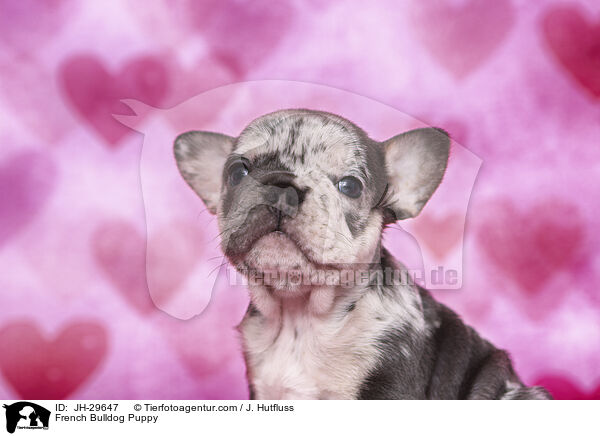 Franzsische Bulldogge Welpe / French Bulldog Puppy / JH-29647
