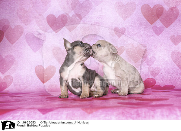 Franzsische Bulldogge Welpen / French Bulldog Puppies / JH-29653