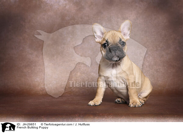 French Bulldog Puppy / JH-29851