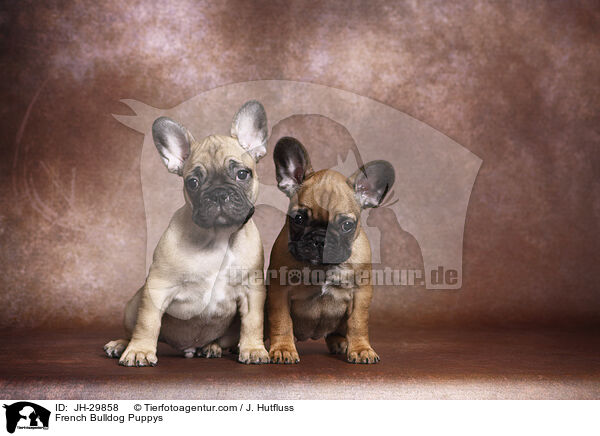 Franzsische Bulldogge Welpen / French Bulldog Puppys / JH-29858