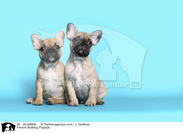 Franz�sische Bulldogge Welpen / French Bulldog Puppys / JH-29868