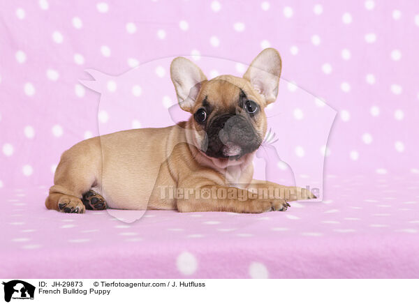 Franzsische Bulldogge Welpe / French Bulldog Puppy / JH-29873