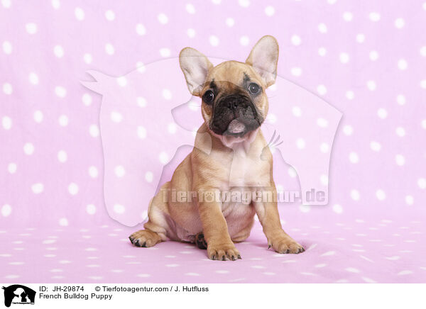 Franzsische Bulldogge Welpe / French Bulldog Puppy / JH-29874