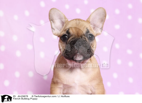 Franzsische Bulldogge Welpe / French Bulldog Puppy / JH-29876