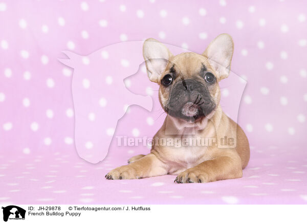 Franzsische Bulldogge Welpe / French Bulldog Puppy / JH-29878