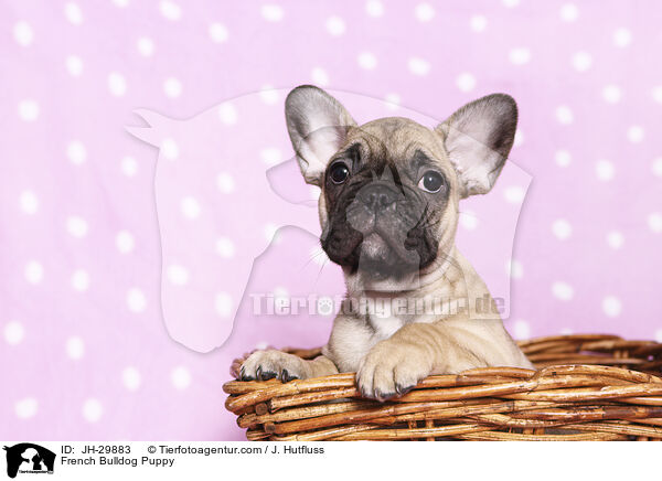Franzsische Bulldogge Welpe / French Bulldog Puppy / JH-29883