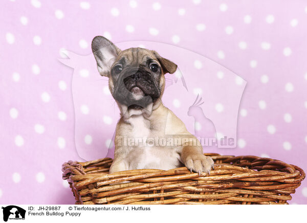 Franzsische Bulldogge Welpe / French Bulldog Puppy / JH-29887