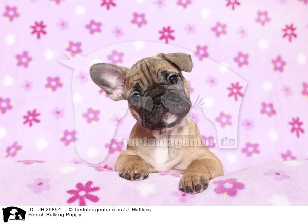 Franzsische Bulldogge Welpe / French Bulldog Puppy / JH-29894