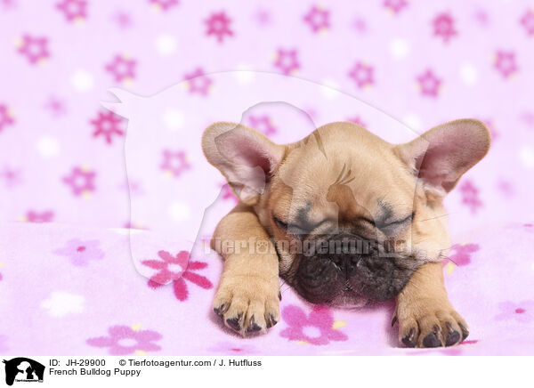 Franzsische Bulldogge Welpe / French Bulldog Puppy / JH-29900