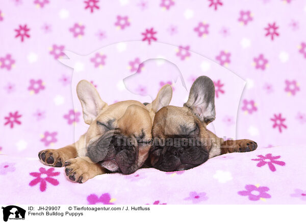 Franzsische Bulldogge Welpen / French Bulldog Puppys / JH-29907