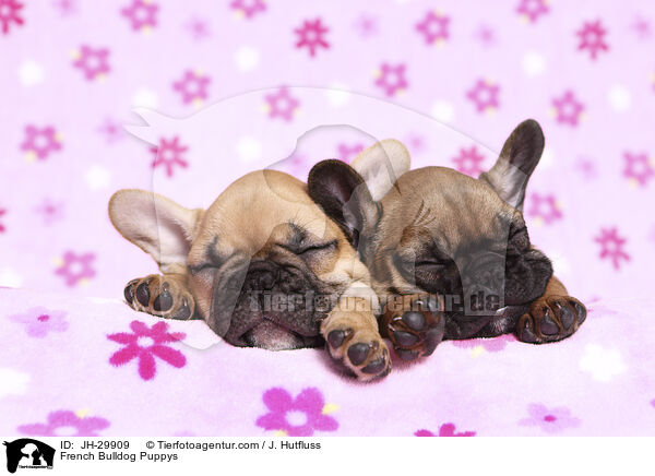 Franzsische Bulldogge Welpen / French Bulldog Puppys / JH-29909