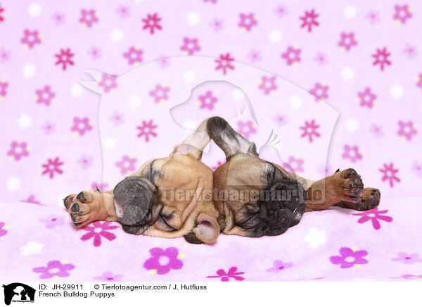 French Bulldog Puppys / JH-29911