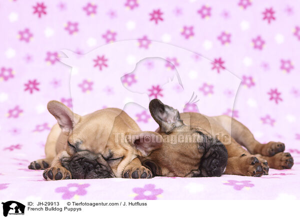 Franzsische Bulldogge Welpen / French Bulldog Puppys / JH-29913