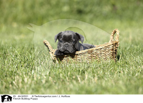 French Bulldog Puppy / JH-30551