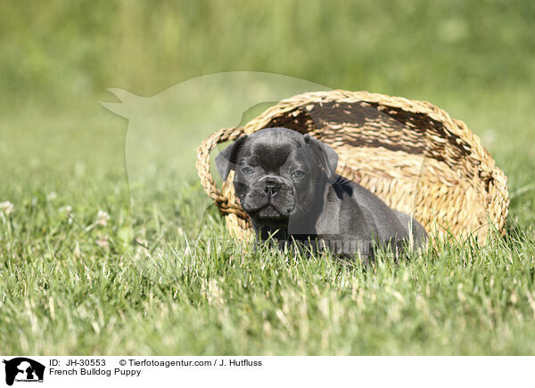 French Bulldog Puppy / JH-30553