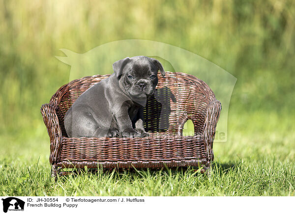 Franzsische Bulldogge Welpe / French Bulldog Puppy / JH-30554