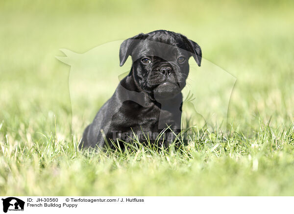French Bulldog Puppy / JH-30560